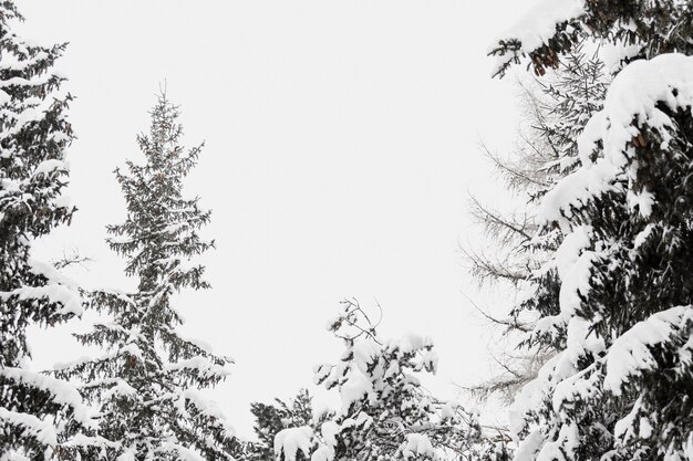 Sneeuwbomen in de winterbos