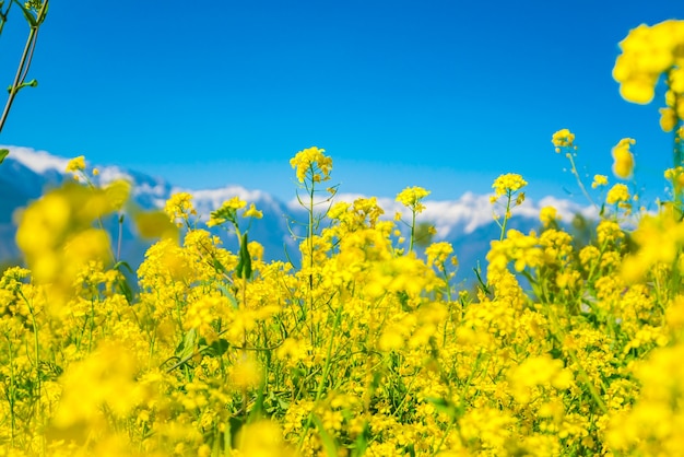 Sneeuwweide lente landschap plant