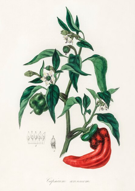 Snoepje en chili pepers (Capsicum annuum) illustratie van medische plantkunde