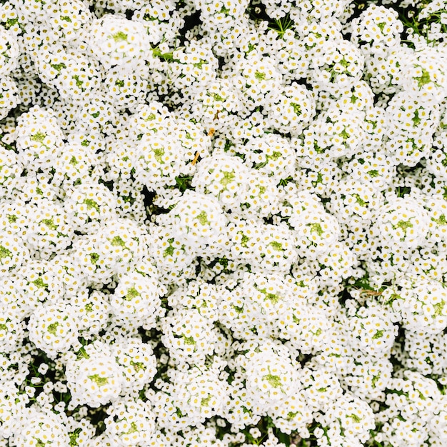 Gratis foto snowmound spirea bloemen (spiraea nipponica) bloeien in de lente