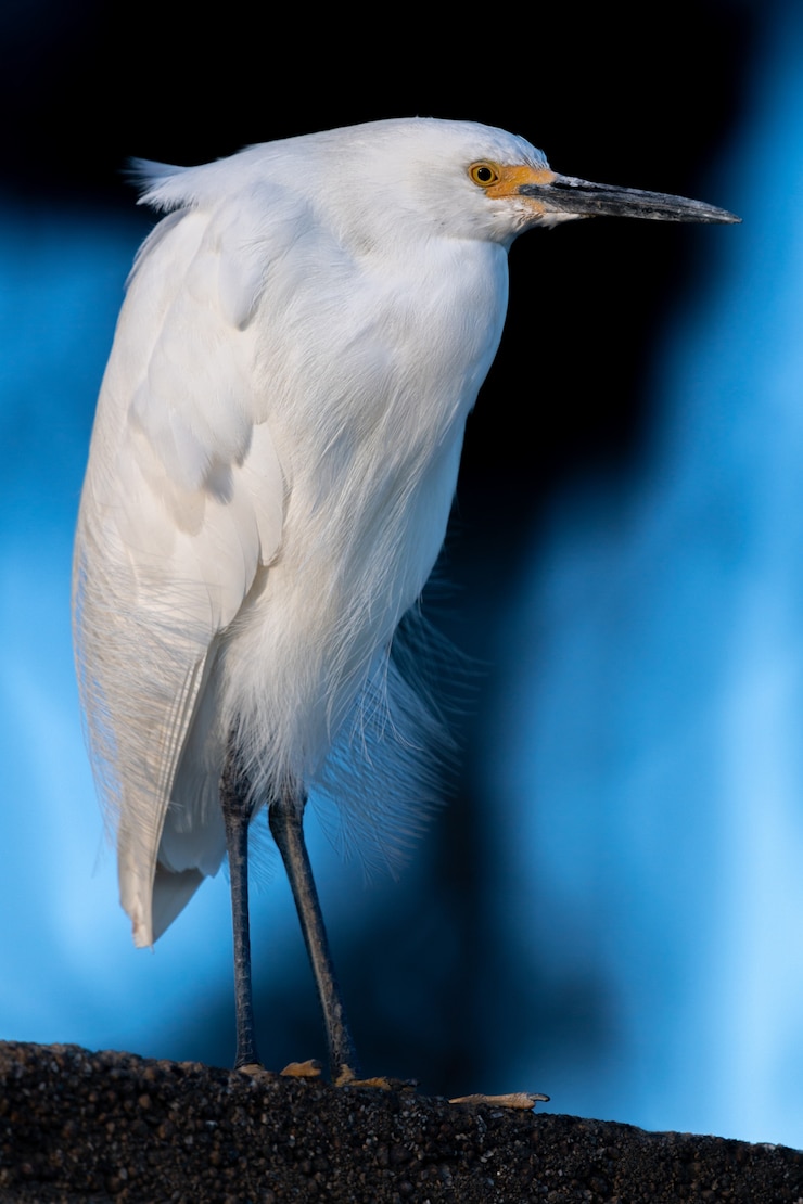 Gratis Foto snowy egret