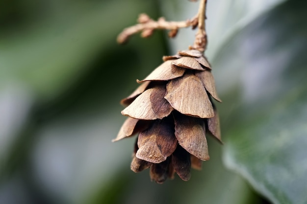 Soft focus shot van een huilende hemlock kegel met groen