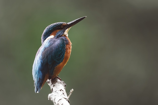 Soft focus van een gemeenschappelijke ijsvogel zat op een boomtak