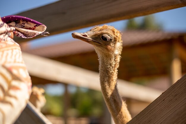 Soft focus van een struisvogel op een boerderij op een zonnige dag