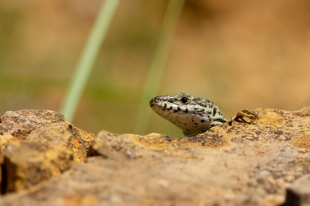 Soft focus van het hoofd van een hagedis achter een rots