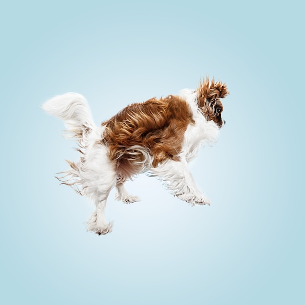 Spaniel puppy spelen in studio. Het leuke hondje of het huisdier springt geïsoleerd op blauwe achtergrond. De Cavalier King Charles. Negatieve ruimte om uw tekst of afbeelding in te voegen. Concept van beweging, dierenrechten.