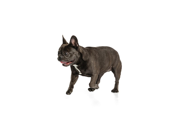Speelse hond Franse Bulldog in beweging poseren geïsoleerd op witte studio achtergrond