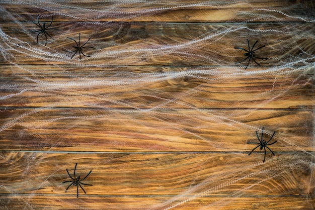 Spinnen op spinnenweb