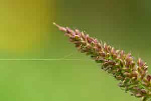 Gratis foto spinneweb op een wilde bloem macro-opname wazig achtergrond