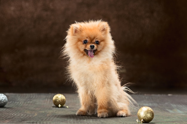 Spitz-hond in de studio op een neutrale achtergrond