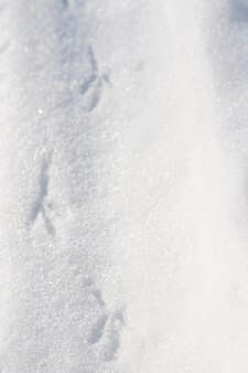 Sporen van een vogel in de glinsterende in het zonlicht de witte sneeuw
