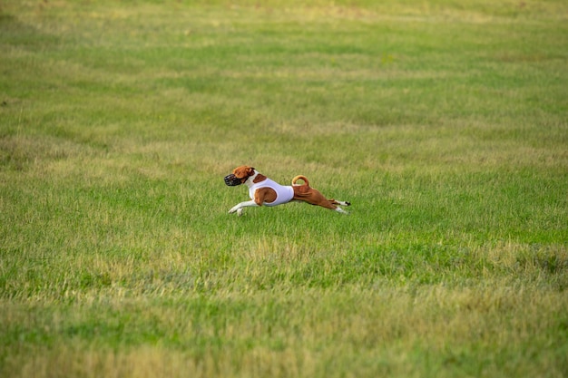 Sportieve hond die presteert tijdens het coursing in competitie.