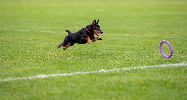 Gratis foto sportieve hond presteert tijdens de kunstaas coursing in competitie