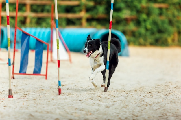 Sportieve hond presteren tijdens de show in competitie. Dierensport, beweging, actie, show, prestatieconcept.