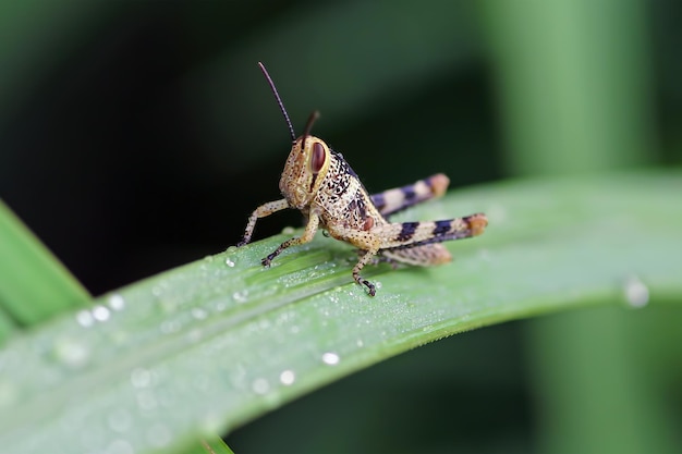 Gratis foto sprinkhaanclose-up op groene bladeren sprinkhaanclose-up met natuurlijke achtergrond