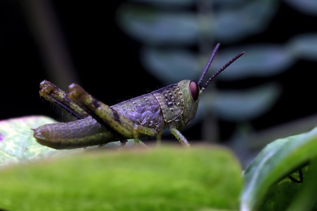 Gratis foto sprinkhaanclose-up op groene bladeren sprinkhaanclose-up met zwarte achtergrond