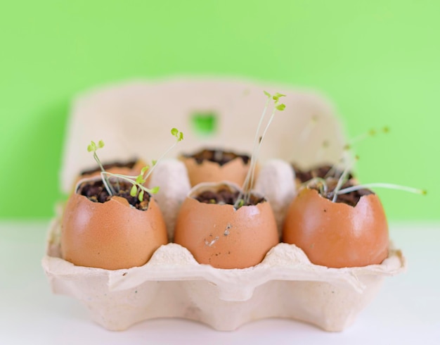 Spruiten zaailing planten in eierschalen op groene achtergrond. thuis groenten en groenten kweken