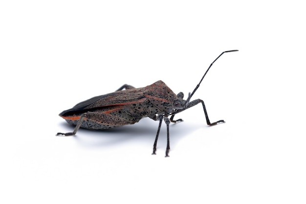 Gratis foto squash bug close-up op witte achtergrond squash bug geïsoleerd op witte background