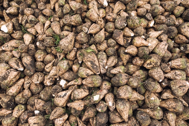 Stapel van vers geoogste suikerbieten op het veld