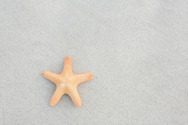 Starfish gehouden op zand