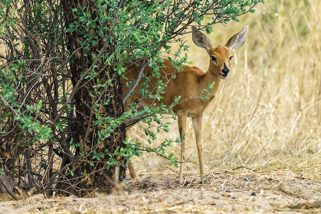 Steenbok die van onder een boom kijkt