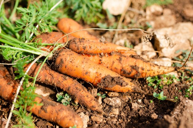 Stelletje prachtige biologische wortelen