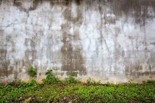 Stenen muur met vocht en gras