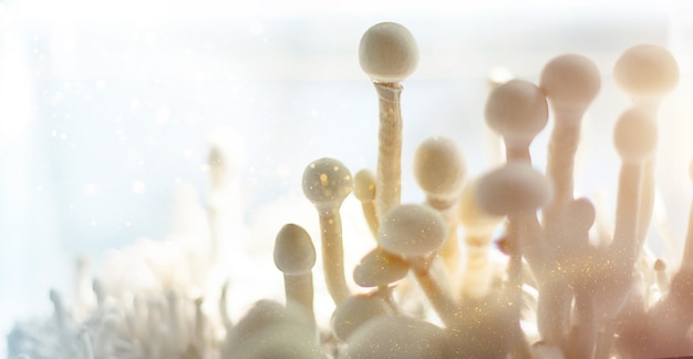 Steriele container met het mycelium van psilocybine-paddenstoelen, psilocybe cubensis. pin en primordia van de rasta witte variëteit. teelt, voorwaarden scheppen. microdosering, psychedelische trip