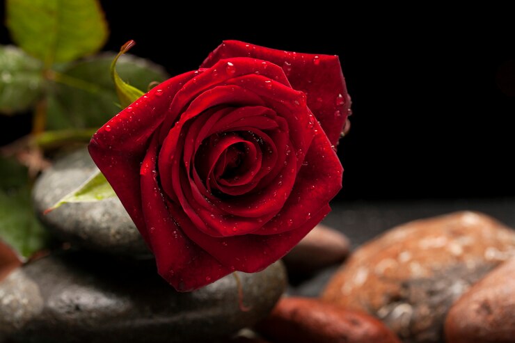 Gratis Foto still life &amp; object