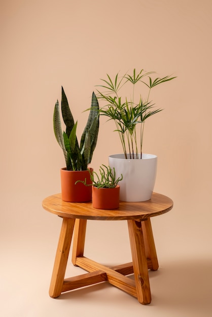 Stille natuur met kamerplanten