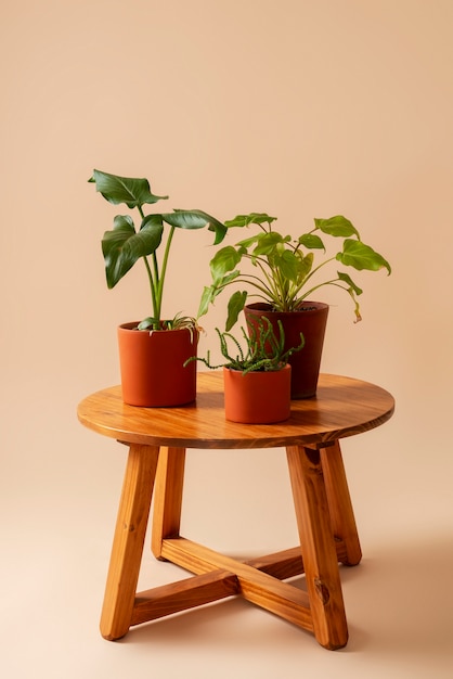 Stille natuur met kamerplanten