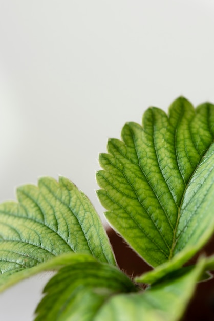 Stilleven groene plant binnenshuis