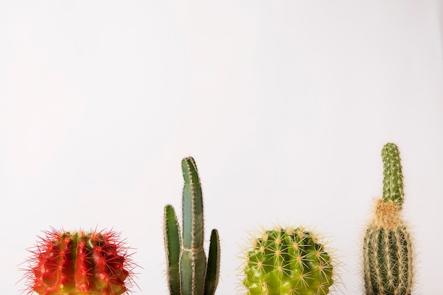 Gratis foto stilleven met cactusplant