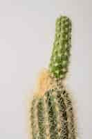 Gratis foto stilleven met cactusplant