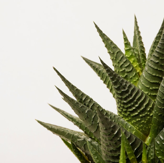 Gratis foto stilleven met cactusplant