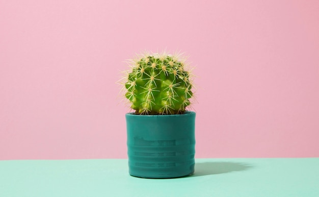 Stilleven met cactusplant