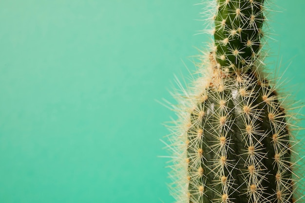 Stilleven met cactusplant