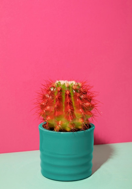 Gratis foto stilleven met cactusplant