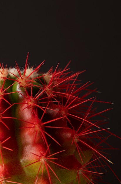 Gratis foto stilleven met cactusplant