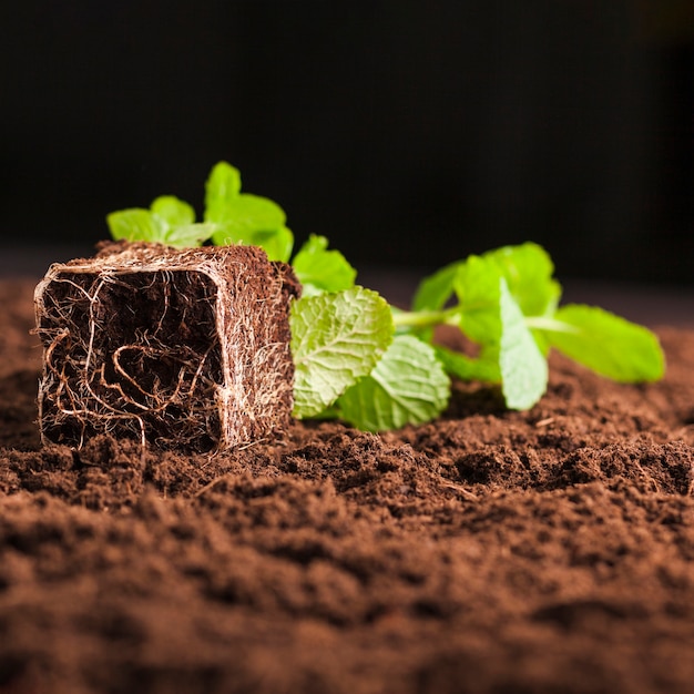 Gratis foto stilleven van plant op aarde