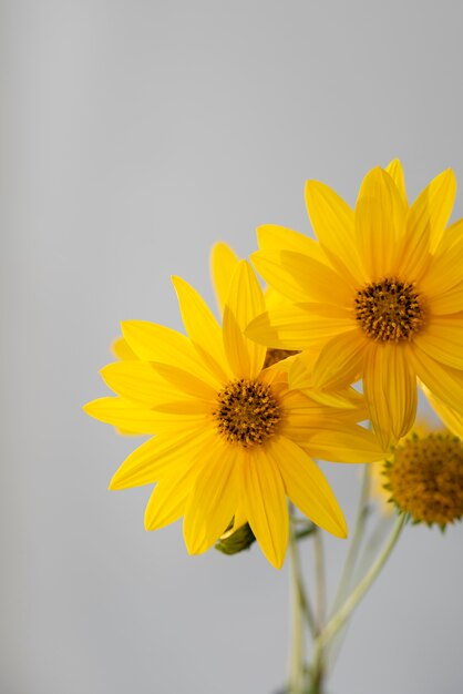 Stilleven vredesdag arrangement met bloem