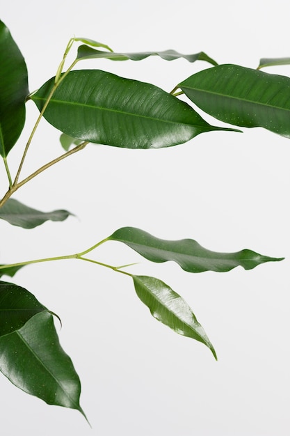 Stillevenregeling van groene plant