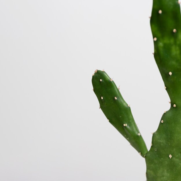 Stillevenregeling van groene plant