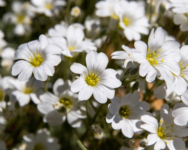 stitchwort bloemen op een zonnige dag