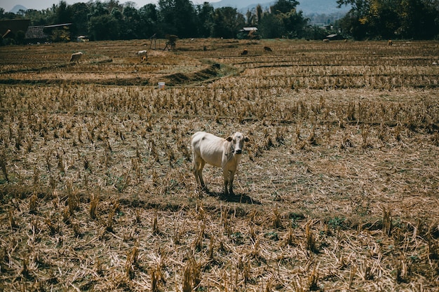 Straat Thailand, de natuur