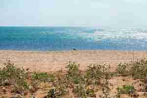 Gratis foto strand in de krim