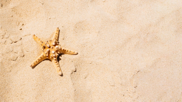 Strandachtergrond met zeester in zand