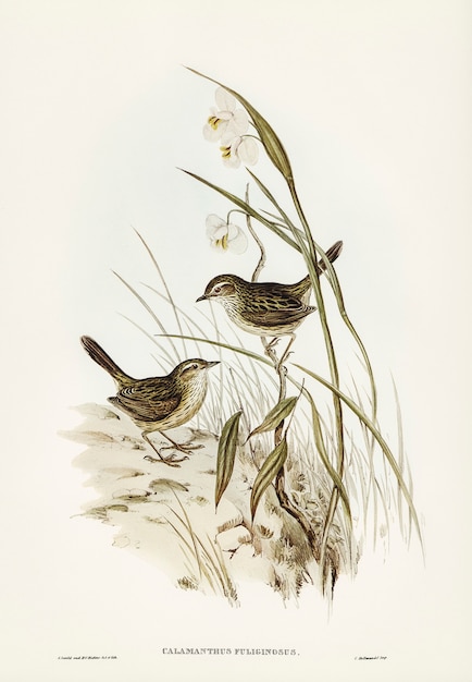 Striated Reed Lark (alamanthus fuliginosus) geïllustreerd door Elizabeth Gould