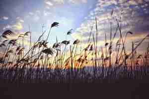 Gratis foto stro met wolken achtergrond