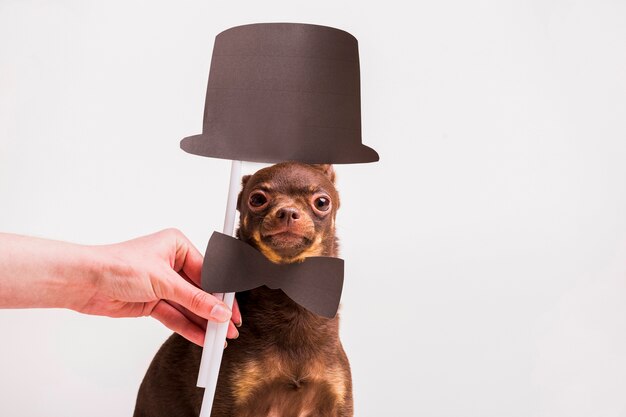 Stropdassteun en hoed van een de holdings bowtie van een vrouw op Russische stuk speelgoed hond
